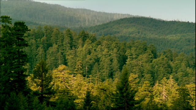 Regional Forests (in development)